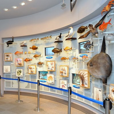 🏛️ 치바 현립 중앙 박물관 분관 바다 박물관 (지바켄리쓰추오하쿠부쓰칸 분칸 우미노하쿠부쓰칸) 이미지 2